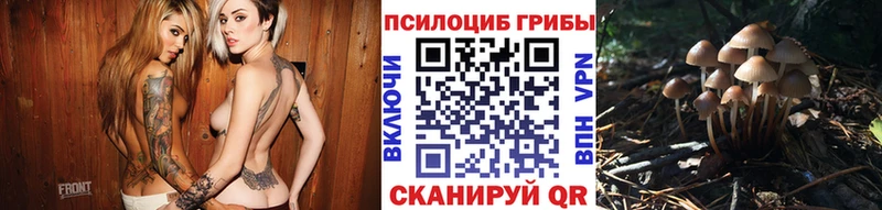 Галлюциногенные грибы Cubensis  где найти   Черноголовка 